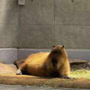 ヒメ日記 2025/06/02 13:08 投稿 ふわり しろうとCollection