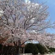 ヒメ日記 2025/04/08 15:27 投稿 大川えま ハプニング痴漢電車or全裸入室