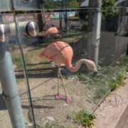 マリア★新人 出勤しました(´ε｀ ) 人妻生レンタル-石巻-