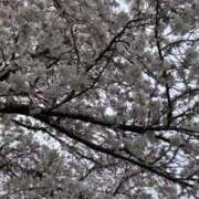 ヒメ日記 2025/04/07 00:25 投稿 みれい 奥様鉄道69 東京店