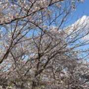 ヒメ日記 2025/04/11 13:45 投稿 みれい 奥様鉄道69 東京店