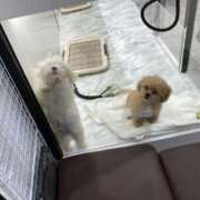 ヒメ日記 2025/09/22 23:45 投稿 みれい 奥様鉄道69 東京店