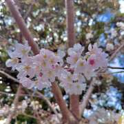 ヒメ日記 2025/04/01 14:23 投稿 あや ぽっちゃり巨乳美女専門川越ちゃんこ