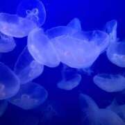 ヒメ日記 2025/05/03 17:09 投稿 あや ぽっちゃり巨乳美女専門川越ちゃんこ