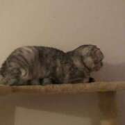 ヒメ日記 2025/03/02 14:57 投稿 白金ゆら ハプニング痴漢電車or全裸入室