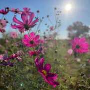 ヒメ日記 2025/03/13 00:32 投稿 白金ゆら ハプニング痴漢電車or全裸入室