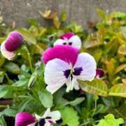 ヒメ日記 2025/03/15 14:27 投稿 白金ゆら ハプニング痴漢電車or全裸入室