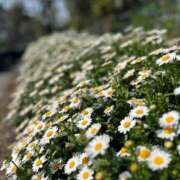 ヒメ日記 2025/03/25 06:17 投稿 白金ゆら ハプニング痴漢電車or全裸入室