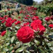 ヒメ日記 2025/04/29 07:17 投稿 白金ゆら ハプニング痴漢電車or全裸入室