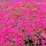 ヒメ日記 2025/04/29 20:17 投稿 白金ゆら ハプニング痴漢電車or全裸入室