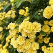 ヒメ日記 2025/05/04 07:27 投稿 白金ゆら ハプニング痴漢電車or全裸入室