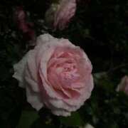 ヒメ日記 2025/05/18 13:07 投稿 白金ゆら ハプニング痴漢電車or全裸入室