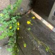 ヒメ日記 2025/06/01 15:37 投稿 白金ゆら ハプニング痴漢電車or全裸入室