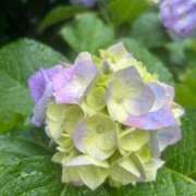 ヒメ日記 2025/06/03 13:57 投稿 白金ゆら ハプニング痴漢電車or全裸入室