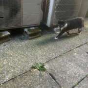 ヒメ日記 2025/08/01 17:47 投稿 白金ゆら ハプニング痴漢電車or全裸入室