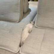 ヒメ日記 2025/12/10 17:17 投稿 白金ゆら ハプニング痴漢電車or全裸入室