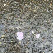 ヒメ日記 2026/04/02 09:17 投稿 白金ゆら ハプニング痴漢電車or全裸入室