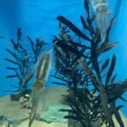 ヒメ日記 2026/08/01 10:22 投稿 白瀬（しらせ） 熟女の風俗最終章 名古屋店