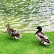 ヒメ日記 2025/04/15 13:15 投稿 芽吹エマ ローテンブルク