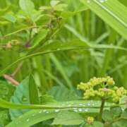 ヒメ日記 2026/07/02 15:23 投稿 芽吹エマ ローテンブルク