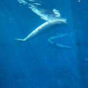 ヒメ日記 2025/03/23 17:30 投稿 菜々穂 ローテンブルク