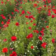 ヒメ日記 2025/05/29 22:38 投稿 菜々穂 ローテンブルク