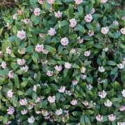 ヒメ日記 2026/03/15 06:40 投稿 菜々穂 ローテンブルク