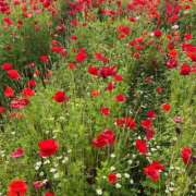 ヒメ日記 2026/03/24 12:37 投稿 菜々穂 ローテンブルク