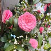 ヒメ日記 2026/03/26 08:51 投稿 菜々穂 ローテンブルク