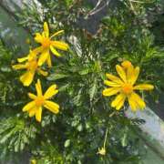 ヒメ日記 2026/03/29 11:05 投稿 菜々穂 ローテンブルク