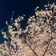 ヒメ日記 2026/04/03 19:11 投稿 菜々穂 ローテンブルク