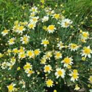 ヒメ日記 2026/04/10 17:07 投稿 菜々穂 ローテンブルク