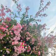 ヒメ日記 2026/04/12 22:37 投稿 菜々穂 ローテンブルク