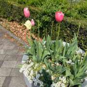 ヒメ日記 2026/04/16 13:41 投稿 菜々穂 ローテンブルク