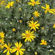 ヒメ日記 2026/04/25 08:49 投稿 菜々穂 ローテンブルク