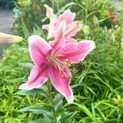ヒメ日記 2026/08/26 18:26 投稿 菜々穂 ローテンブルク