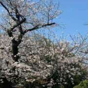 ヒメ日記 2026/03/29 12:05 投稿 氷川愛 ローテンブルク