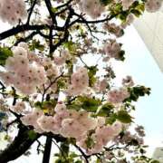 氷川愛 桜❣️ ローテンブルク