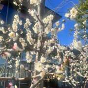 ヒメ日記 2025/02/19 12:26 投稿 伊原知花 ローテンブルク