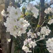 ヒメ日記 2025/03/27 20:06 投稿 伊原知花 ローテンブルク