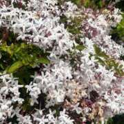 ヒメ日記 2025/04/22 20:18 投稿 伊原知花 ローテンブルク