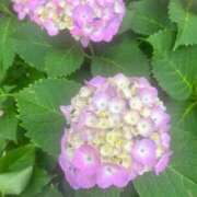 ヒメ日記 2025/06/01 11:47 投稿 伊原知花 ローテンブルク