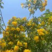 ヒメ日記 2025/07/30 12:53 投稿 伊原知花 ローテンブルク