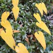 ヒメ日記 2025/11/21 13:32 投稿 伊原知花 ローテンブルク