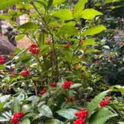 ヒメ日記 2026/01/02 21:09 投稿 伊原知花 ローテンブルク