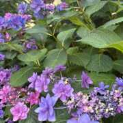 ヒメ日記 2026/05/31 15:32 投稿 伊原知花 ローテンブルク