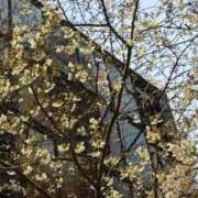 ヒメ日記 2026/03/27 18:31 投稿 菊島ゆな ローテンブルク