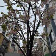 ヒメ日記 2026/04/04 14:56 投稿 菊島ゆな ローテンブルク