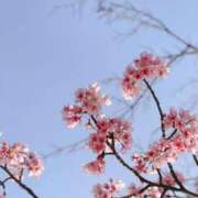 ヒメ日記 2025/03/26 22:39 投稿 なお Versailles