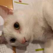 ヒメ日記 2025/02/03 09:00 投稿 りおん 錦糸町ぽちゃカワ女子専門店！我慢できないの！